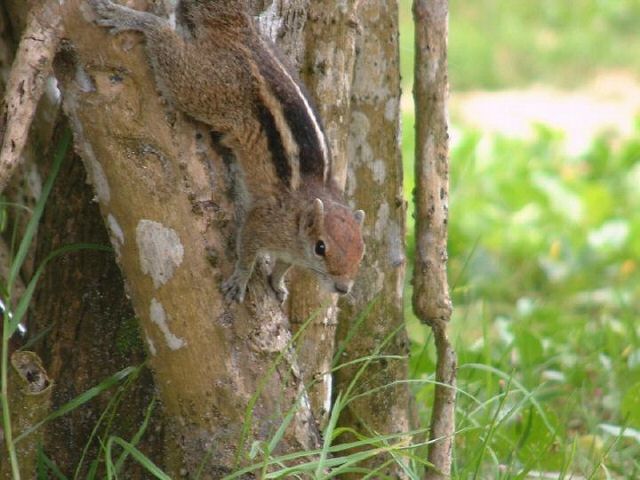 Streifenhoernchen am Baum.jpg